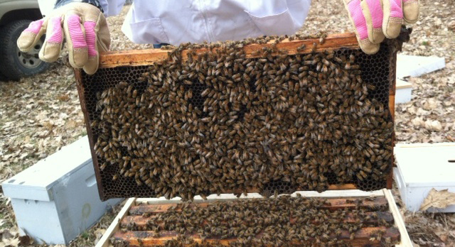 Deep frame covered with bees before there is any brood or honey present
