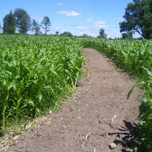 The same path after rotto-tilling