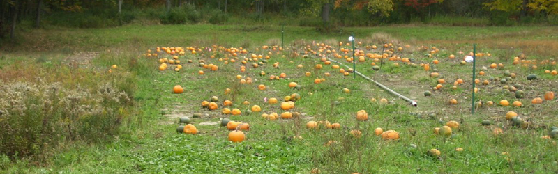 Pumpkin Patch 3