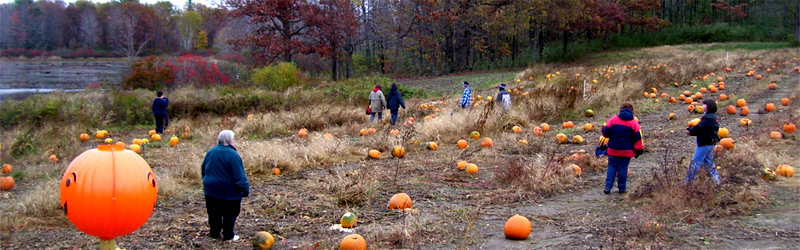 Pumpkin Patch 8