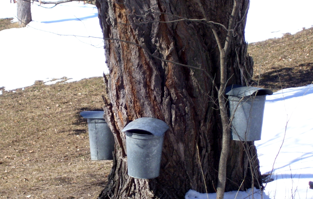 Making Maple Syrup 1